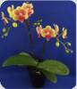 Phal. King Car French Kiss